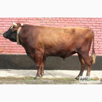 Продам бычка красной степной породы. вес 450 кг