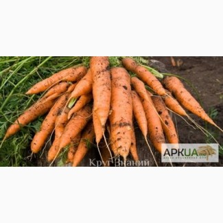 Продам моркву в наявності 40 т