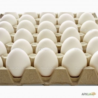 Продаємо оптом і в роздріб племінні інкубаційні яйця Ломан Вайт