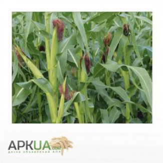 Продам гербіциди для захисту посівів кукурудзи,