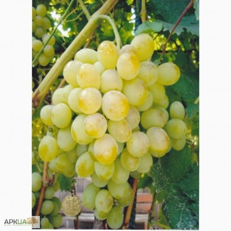 Продам виноград Презентабил (опт до 20т)