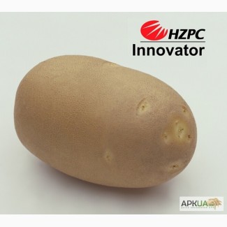 Семена картофеля Инноватор