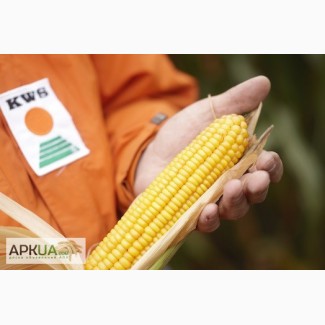 KWS, КВС, семена кукурузы Каталог гибридов, Цены