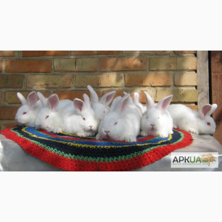 Продаются кролики породы Новозеландская белая.