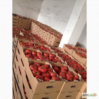 Продаем помидор оптом от производителя
