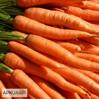 Куплю 100 тон замороженої моркви