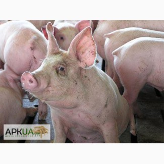 Комбикорм для свиней финиш 65-115 кг