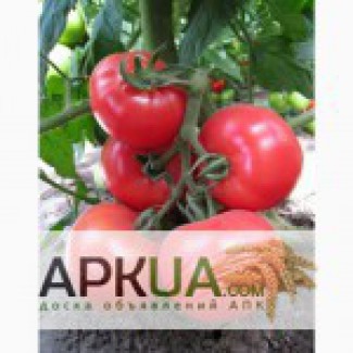 Продам помидоры от производителя, сорт Стелла Ред и Чезена, плоды массой по 80-90 грамм