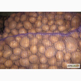 Продам картоплю сорта: Санте, Вінетта, Тоскана
