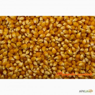 Продажа зерновых кукуруза, пшеница, ячмень