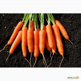 Продам семена морковки оптом
