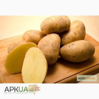 Продам картофель Импала, Колетте, лучшая в регионе цена, высокое качество