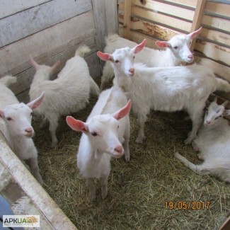 Продаются козлята молочных пород: валаамская, ломанчи, заанинская