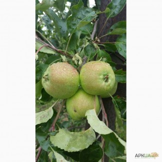 Яблоки Женева ранний урожай оптом от производителя