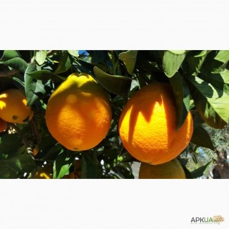 Апельсины оптом Турция
