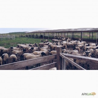 Продаю овец породы романовской оптом