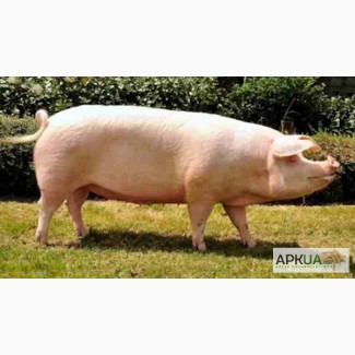 Продам свиней живым весом. Ландрас беконного типа.