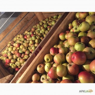 УкрЗаготКомпани закупает яблоко на переработку