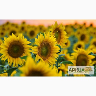 Насіння соняшнику Українське сонечко (90 95 дн) Гібрид, семена подсолнечника купить Киев