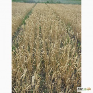 Семена пшеницы озимой - сорт Трипольская. 1 репродукция