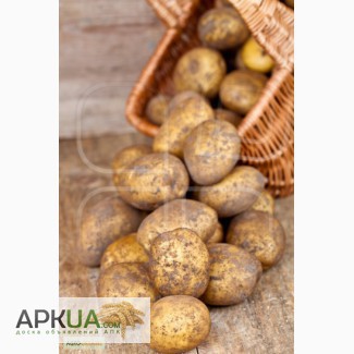 Посевной картофель Мрия по доступной цене, опт от 10 тонн