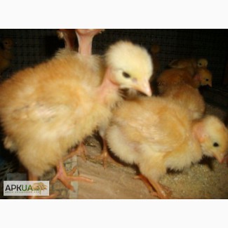 Суточные и подрощенные цыплята Голошейка и Редбро (280-300 яиц)