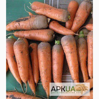 Морковь оптом (от 1 тонны)