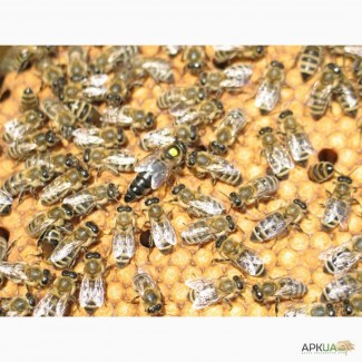 Продаём чистопородные плодные пчеломатки карпатских пчел