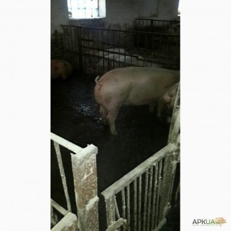 Продам свиней живым весом 200 галов
