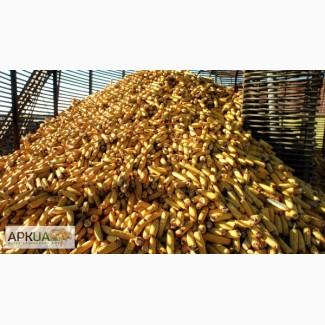 Купим постоянно Кукурузу фуражную всей территории Украины