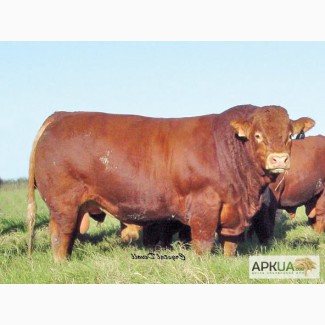 Куплю бычков живым весом 400-500 кг.Много