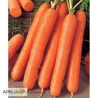 Продам семена моркови Флакко