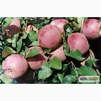 Купить в Украине саженцы яблони Флорина