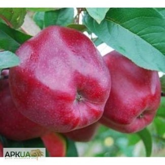 Купить в украине саженцы яблони рихард