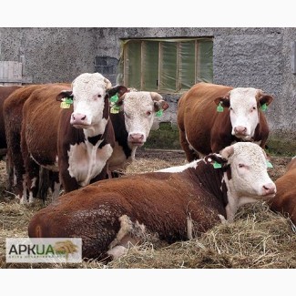Покупка бычков, коров по всей Украине