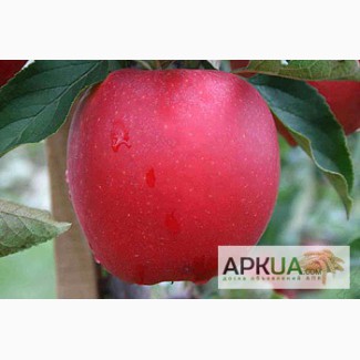 Саджанці яблунь та інших плодових дерев