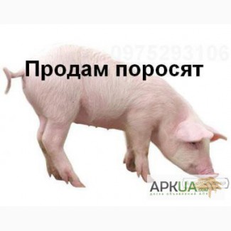 Продам поросят Ландрас