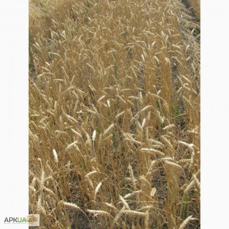 Семена озимой пшеницы, Краснодарская селекция, сорт Есаул