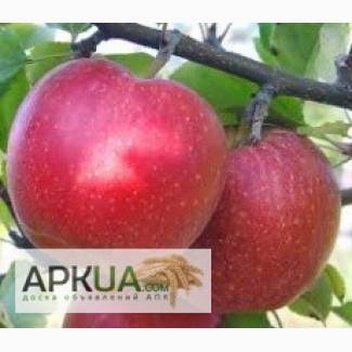 Купить в Украине саженцы яблони джонаголд
