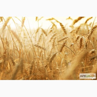 Закупаем Пшеницу 2-6 класс, Ячмень у производителей