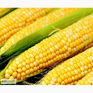 Продам насіння Кукурудзи