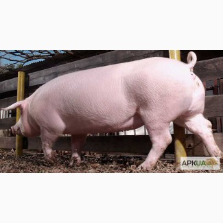 Продам свиней беконной(мясной) породы-гибрид (ландрас+йоркшир+дюрок).Ж ивым весом.ОПТ