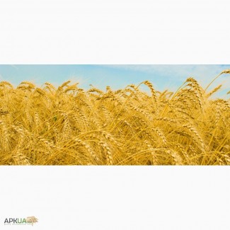 Продам семена озимой пшеницы Брион