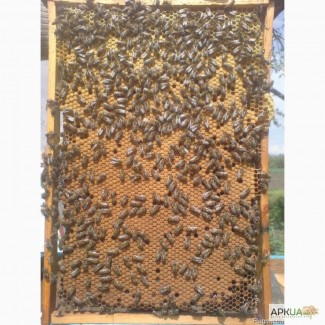 Продам бджолопакети 2017 Пчелопакеты 2017