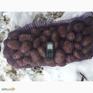 Картофель 2, 80 грн Торг, Сумская обл