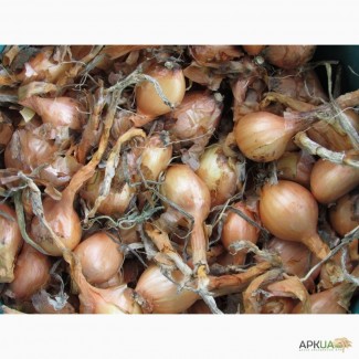 Продам цибулю-кущівку для озимої або весняної посадки в грунт