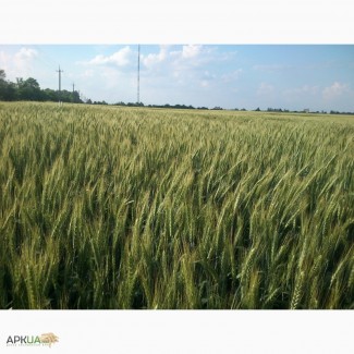 Продам качественные семена озимой пшеницы ВЕРДЕН