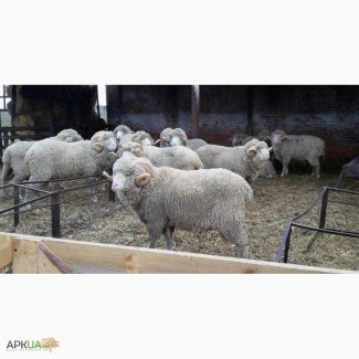 Продажа племенных овец. Романовская и Меринос