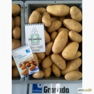 Продаю семенной картофель класса Е и А. Продам картошку / картопля