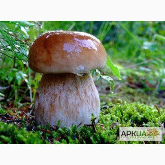 Купим свежие и соленые грибы: белый гриб, лисичка, опята, грузди в больших количествах